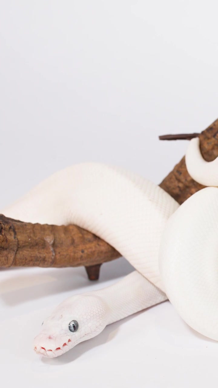 Albino white snake moves along wooden branch in studio, tongue flicking under soft lighting