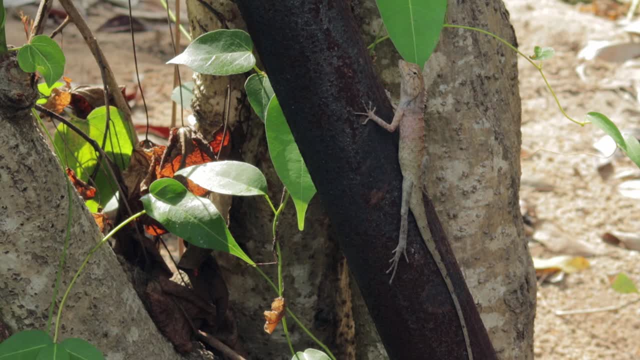 lagarto de jardín oriental o cambiante descansando cautelosamente sobre la rama de un árbol permaneciendo inmóvil en un bosque de manglares, sudeste asiático, tailandia