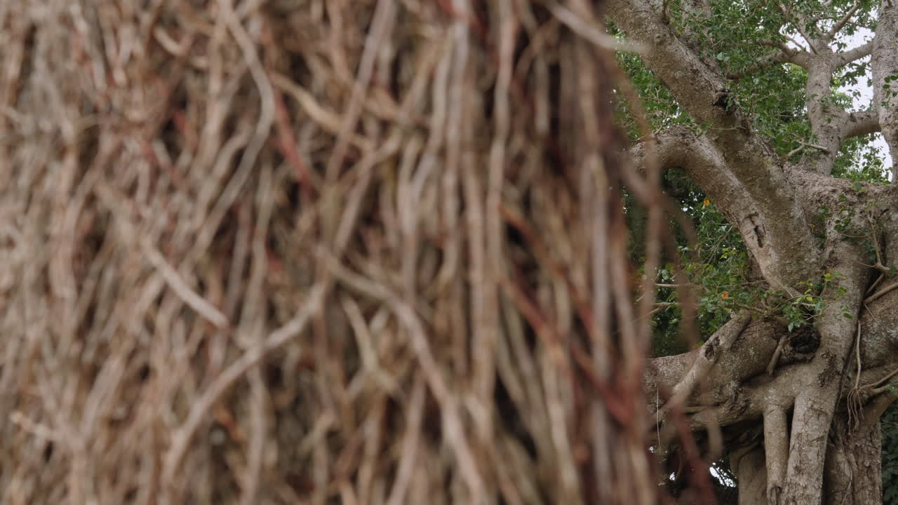 Mother and daughter climbing on a giant tree in a tropical forest - sliding reveal