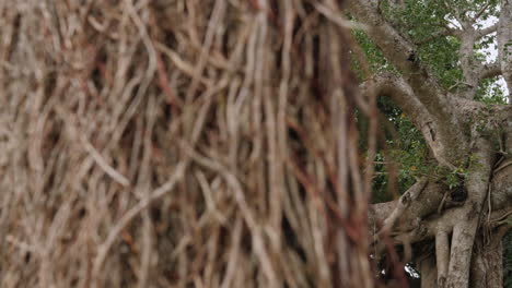 mother and daughter climbing on a giant tree in a tropical forest - sliding reveal