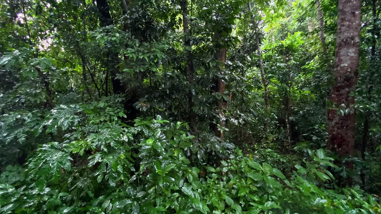 Rainy Day In Tropical Forest - Rainfall In Jungle - Panning Shot in Lawachara