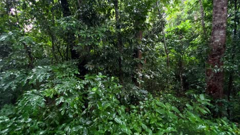 rainy day in tropical forest - rainfall in jungle - panning shot in lawachara