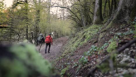 fixed shot of two backpackers trekking on temperate forest hiking path