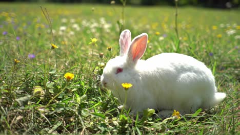 a beautiful white rabbit grazing among colorful wildflowers in a sunlit meadow, capturing the essence of nature and serenity in the heart of spring