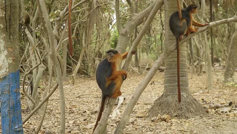 two red colobus monkeys with long tail hanging on a tree while chewing on peanuts