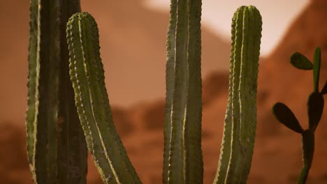 puesta de sol en el desierto de arizona con un cactus saguaro gigante