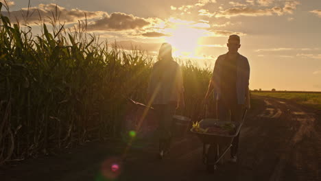 farmers harvesting at sunset