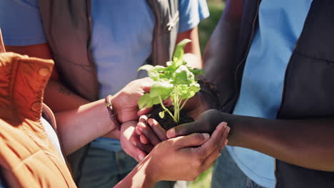 group of diverse people holding a plant together