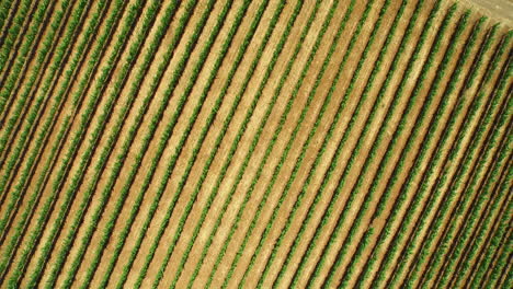 una antena sobre vastas hileras de viñedos en el condado de sonoma del norte de california 3