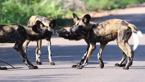 wild dog puppies playing a game of tug of war with a branch in kruger national park