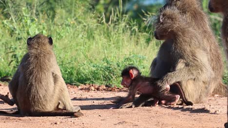 dos pequeños babuinos jugando entre ellos entre el resto de la tropa