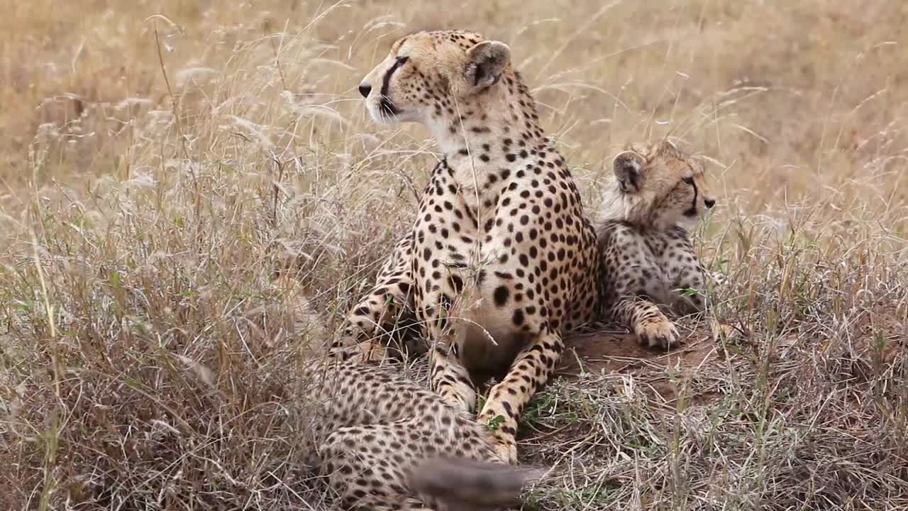 un hermoso guepardo se sienta con sus cachorros en la hierba de la sabana en un safari en el parque serengeti tanzania 2