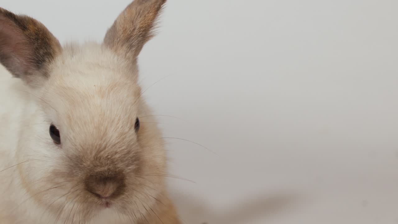 Un soffice coniglietto bianco mangia dei pellet da una mano e riceve delle delicate carezze sulla testa