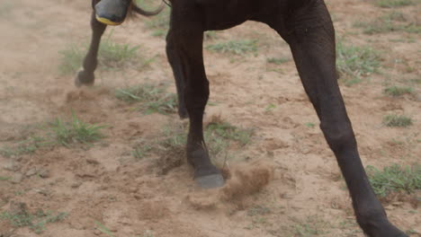 toma panorámica en cámara lenta de un individuo montando a caballo y levantando suciedad y polvo