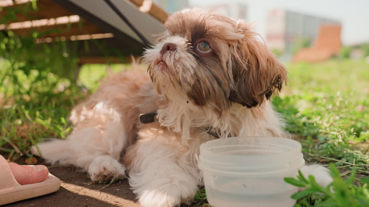 Dog Drinks Water, Pet Receives Hydration From Caring Owner After Walk, Friendly Owner Provides Water To Relaxed Puppy On Grass, Kind Owner Offers Water Bowl To His Peaceful Puppy Sitting On Lawn