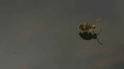 Cute-round-Globular-springtail-resting-on-surface-tension-of-the-water-which-holds-up-this-very-tiny-animal