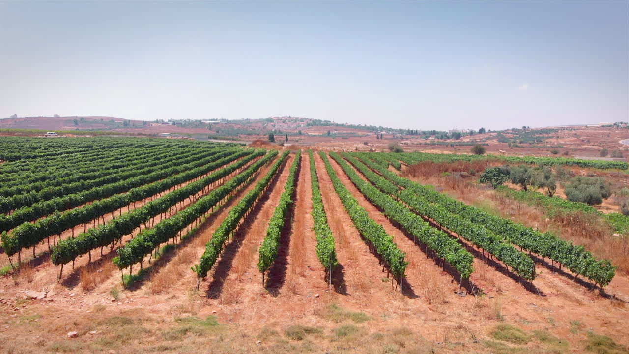 Vineyard field in the desert Aerial view