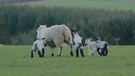 Close-up-of-sheep-surrounded-by-playful-lambs-in-pasture