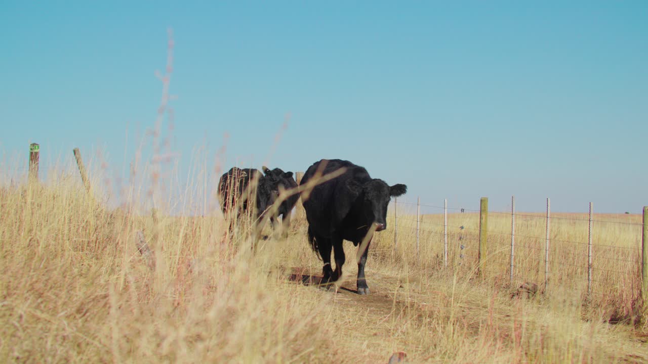 Mandria di bovini che cammina lungo una strada aperta, paesaggio di un ranch di bestiame in zone aride