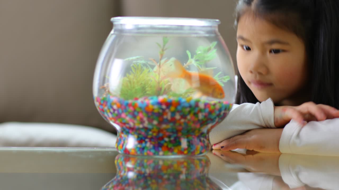 젊은 아시아 소녀 가 금고기 를 보고 있다