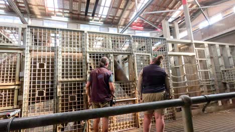 zookeepers engage with elephant in enclosure