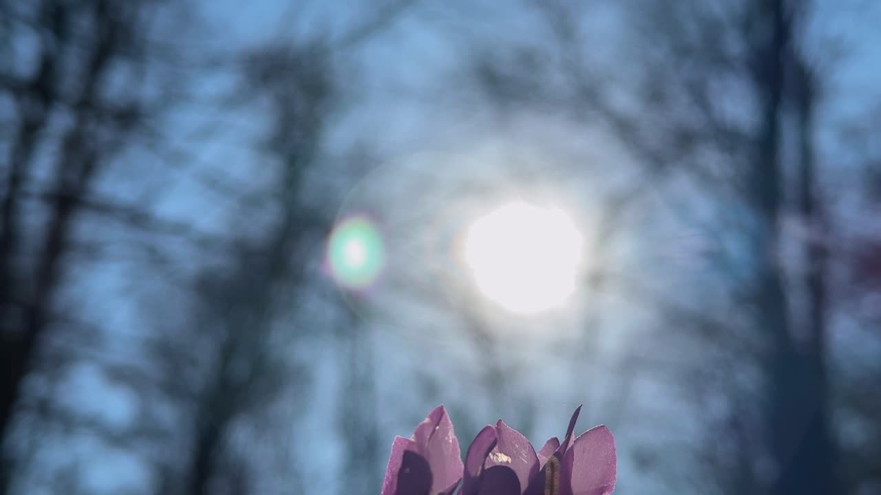forest park in Iran nature cyclamen viola flower spring season background beautiful blossom botanical bud closeup colorful environment flora flower foliage green growth in scenic Hyrcanian landscape