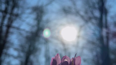 forest park in iran nature cyclamen viola flower spring season background beautiful blossom botanical bud closeup colorful environment flora flower foliage green growth in scenic hyrcanian landscape