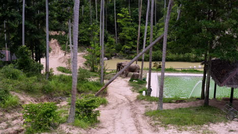 Asian-elephants-grazing-by-pool-in-elephant-sanctuary-jungle,-Thailand