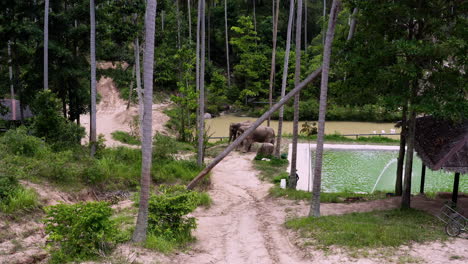 elefantes asiáticos pastando junto a la piscina en la jungla del santuario de elefantes, tailandia