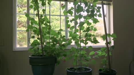 Flowering-maple-plants-inside-a-home-by-a-window,-zoom-in-shot