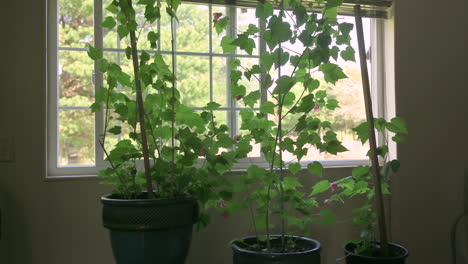 Flowering maple plants inside a home by a window, zoom in shot