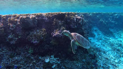 Cerca-De-Una-Pequeña-Tortuga-Marina-Nadando-Bajo-El-Mar-Azul-Tropical