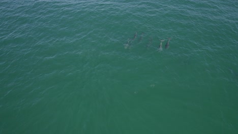 group of common bottlenose dolphins in the sea