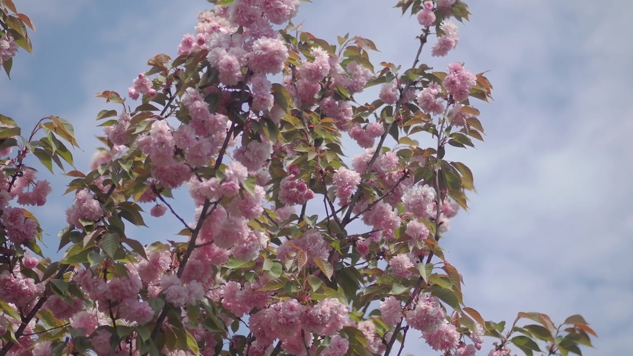 Primo piano di fiori di ciliegio rosa contro un cielo blu.