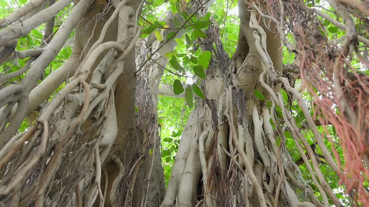 The Ficus benghalensis, also known the as Banyan Tree, has a complex structure of roots and extensive branching system