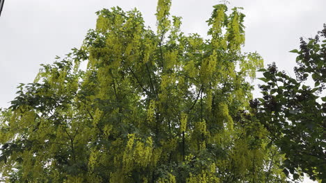 Flores-Amarillas-De-Cadena-Dorada-O-árbol-De-Lluvia-Dorada-Meciéndose-En-Una-Suave-Brisa