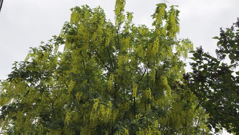 Yellow flowers of Golden Chain or Golden Rain tree swaying in gentle breeze