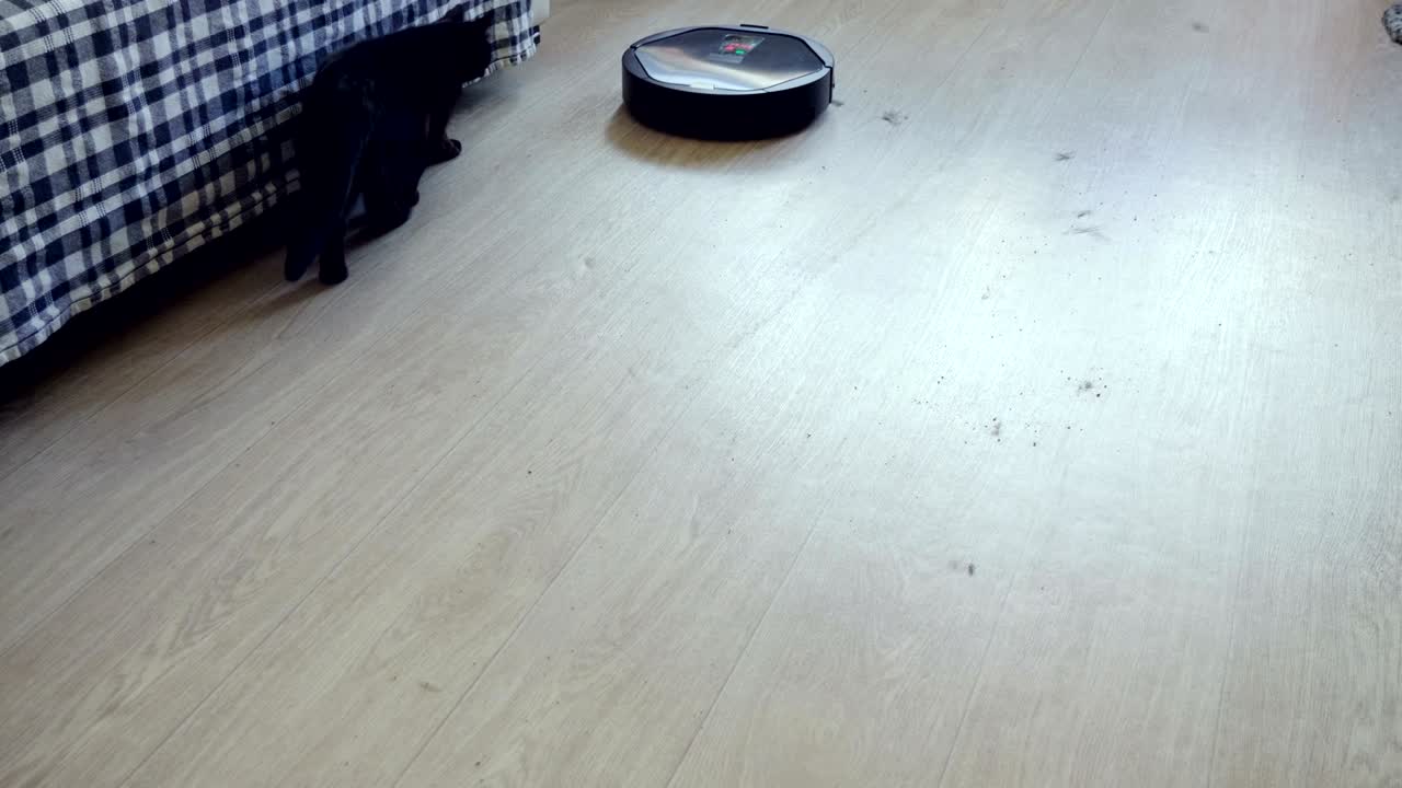 Black cat playing with robotic vacuum cleaner which is cleaning floor. 4K