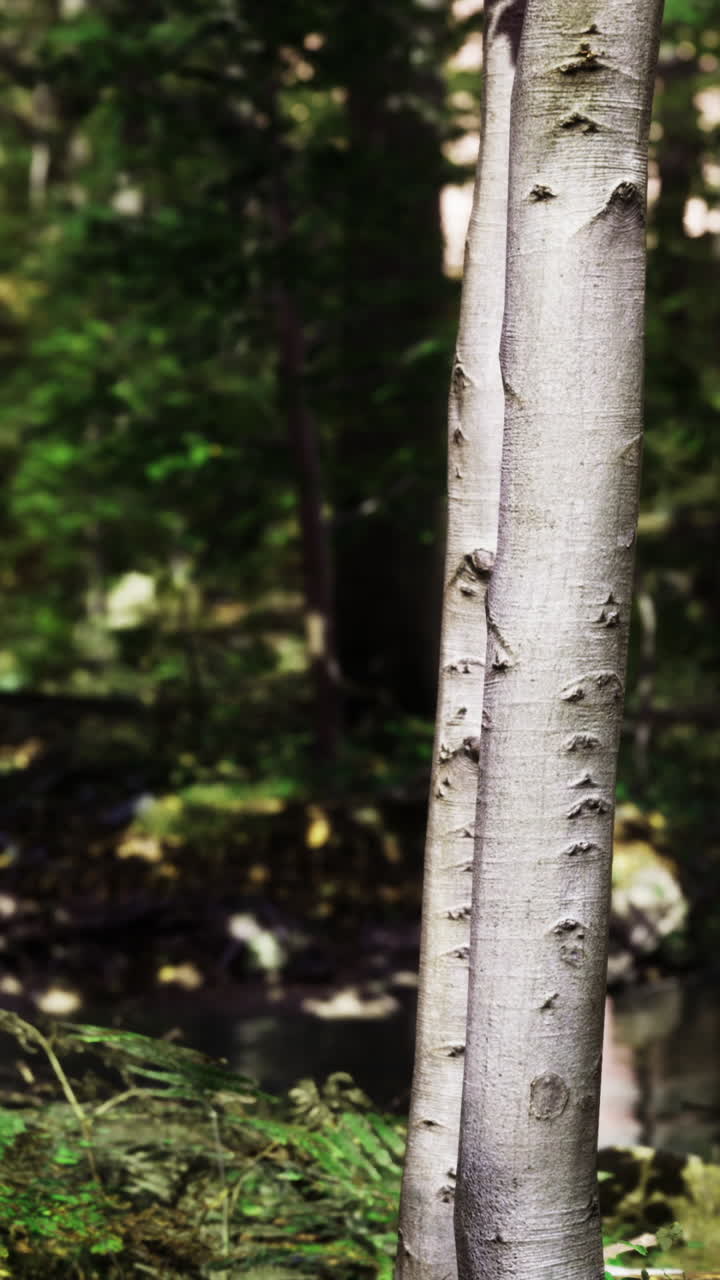 Vertical silver birch with textured bark beside shaded flowing water