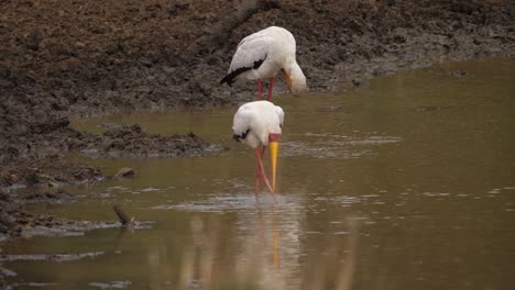 focus shift from rear to front yellow billed stork hunting in mud pond