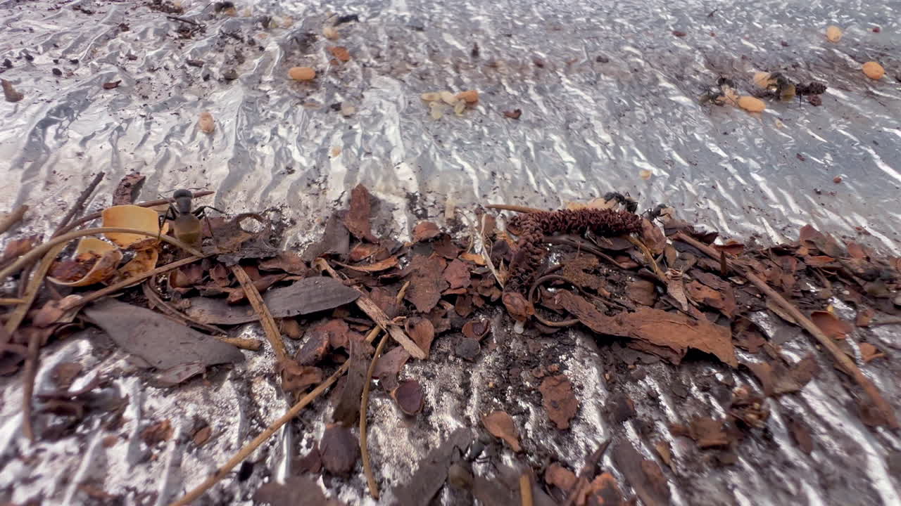 Myrer, der bærer æg, bevæger sig i slowmotion hen over en reflekterende overflade i detaljerede makrooptagelser