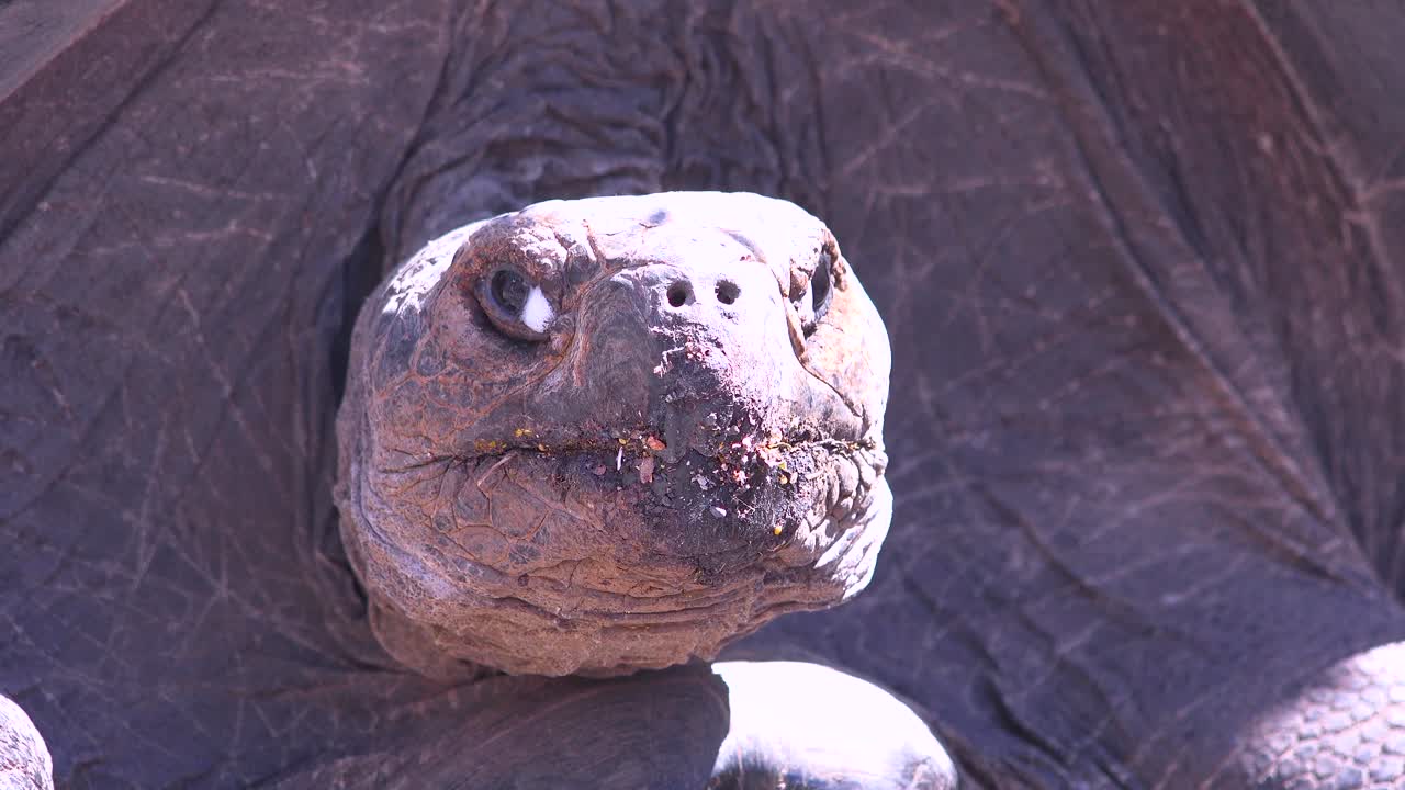 Close up of a giant land tortoise in the Galapagos Islands Ecuador 1