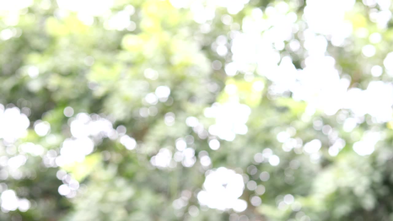 추상적인 녹색 빛 자연은 나무를 통해 태양 빛의 효과에서 빛나고 있습니다.