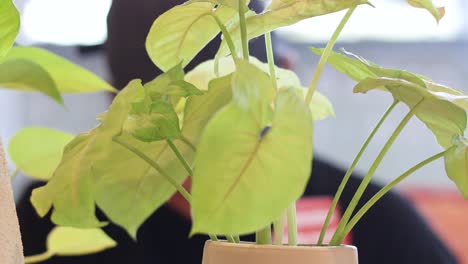 plant growing over time against a blurred background