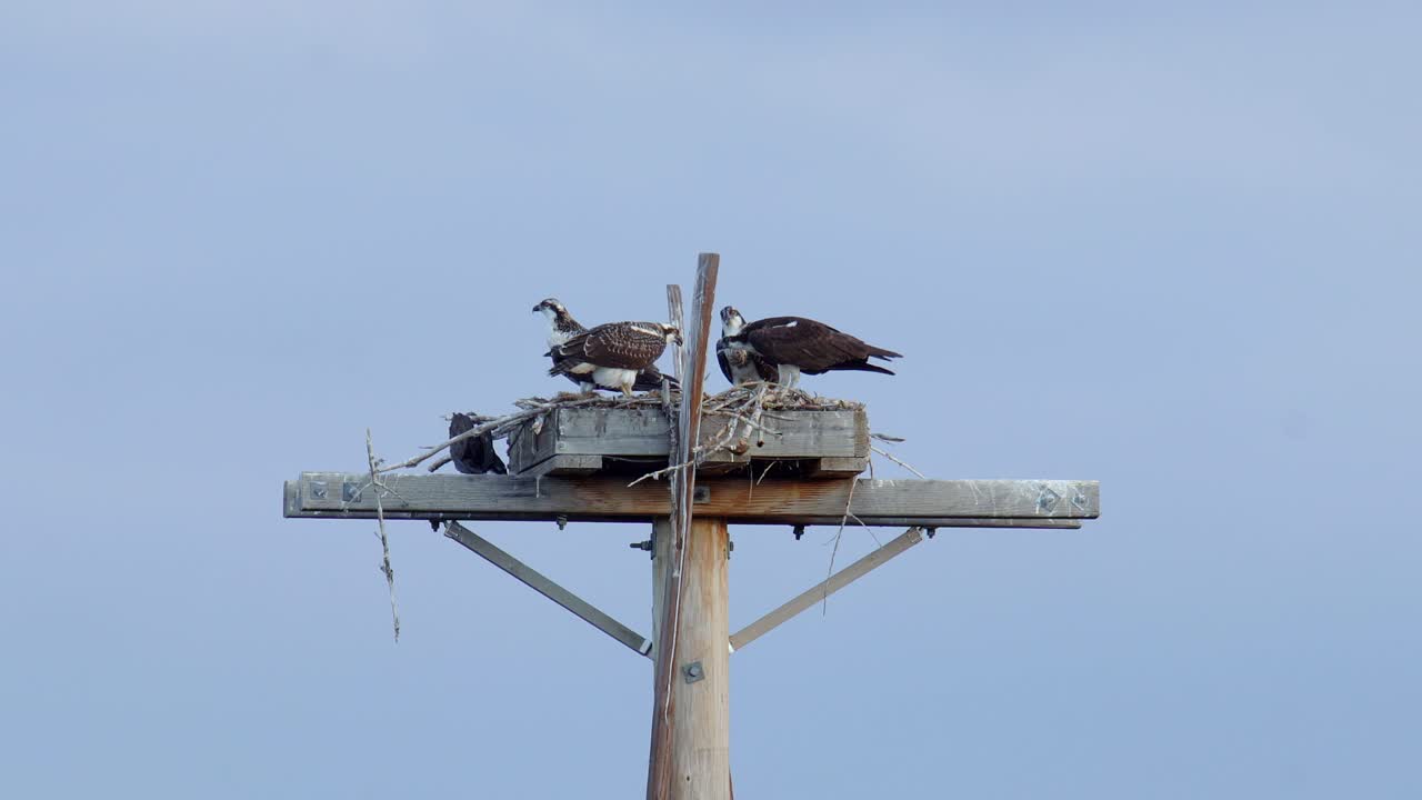 familia águila pescadora cenando en su nido