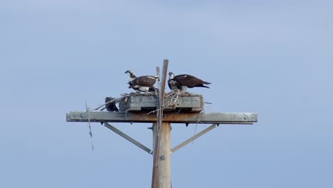 Familia-águila-Pescadora-Cenando-En-Su-Nido