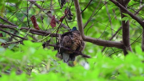 Diese-Kurzschnabelige-Braune-Taube-Mit-Ihren-Jungen-Vögeln-Ist-Ein-Endemischer-Vogel,-Der-Auf-Den-Philippinen-Und-Besonders-In-Mindanao-Vorkommt,-Wo-Er-Als-Weit-Verbreitet-Gilt