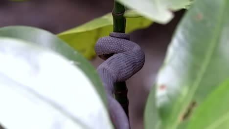 un cuerpo juvenil de víbora de la orilla de color marrón violáceo enrollado mientras oculta su cabeza detrás del tallo de una planta que se encuentra en el área de manglares en singapur - zoom out