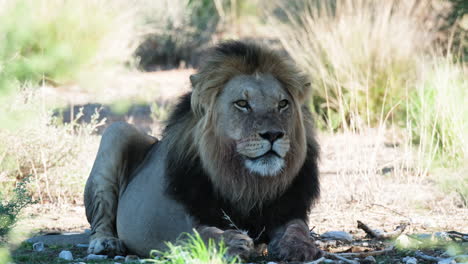 male african lion resting in savanna - close up