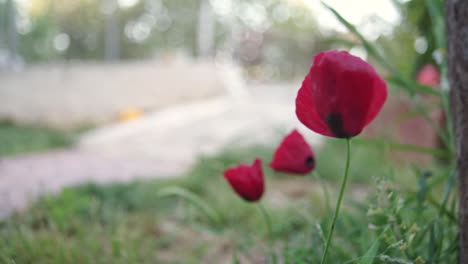 imágenes de flores de amapola que soplan en el viento